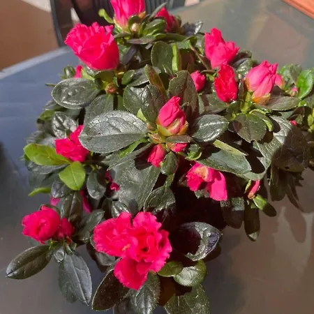 Apartmán Casa Rosa *