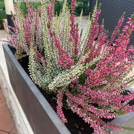 Apartment Casa Rosa *