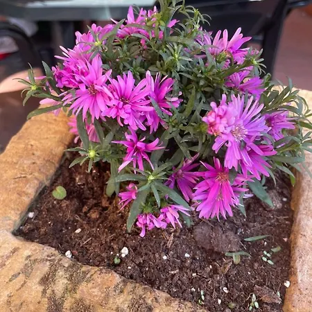 Apartment Casa Rosa *